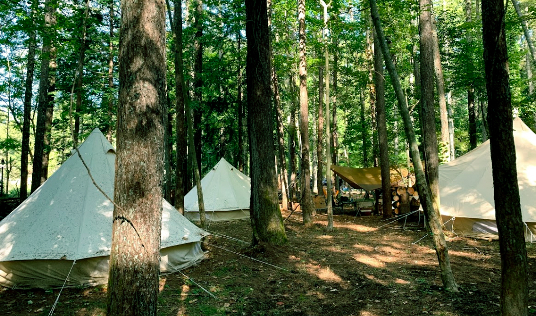 森林サイトの様子