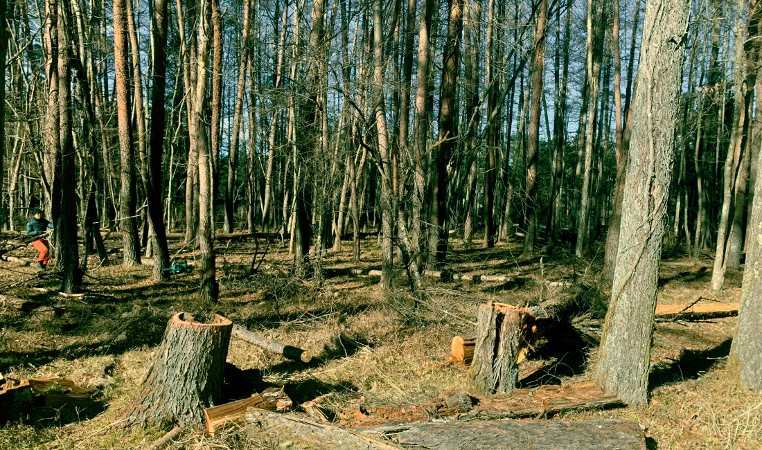 野営サイトの様子